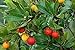 Photo 50+ Strawberry Tree Seeds - Arbutus unedo - Non-GMO Seeds, Grown and Shipped from Iowa. Made in USA review