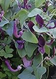 TROPICA - Andalusische Gespensterpflanze (Aristolochia baetica) - 10 Samen Foto, neu 2024, bester Preis 3,25 € Rezension