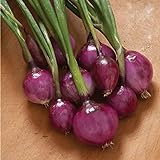 David's Garden Seeds Onion Long-Day Purplette 8374 (Purple) 200 Non-GMO, Open Pollinated Seeds Photo, new 2024, best price $4.45 review