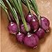 Photo David's Garden Seeds Onion Long-Day Purplette 8374 (Purple) 200 Non-GMO, Open Pollinated Seeds review