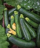 Burpee Best Zucchini Summer Squash Seeds 20 seeds Photo, new 2024, best price $7.82 review