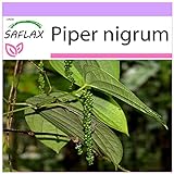 SAFLAX - Poivrier commun - 20 graines - Piper nigrum Photo, nouveau 2024, meilleur prix 3,75 € (0,19 € / unité) examen