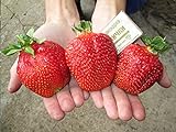 CEMEHA SEEDS - Giant Strawberry Fresca Everbearing Berries Indoor Non GMO Fruits for Planting Photo, new 2024, best price $11.95 ($0.60 / Count) review