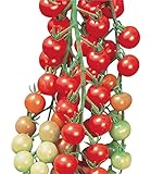 Burpee Super Sweet 100' Hybrid Cherry Tomato, 50 Seeds Photo, new 2024, best price $7.67 review