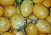 Foto 5 Samen Solanum ferox - Aubergine de Siam, essbare Früchte Rezension