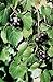 Foto Vitis rotundifolia PURPLE Muscadine Traubenkernen! Rezension
