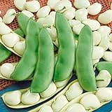 Seed Needs, Henderson Lima Bush Bean (Phaseolus vulgaris) Bulk Package of 150 Seeds Non-GMO Photo, new 2024, best price $7.49 review