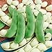 Photo Seed Needs, Henderson Lima Bush Bean (Phaseolus vulgaris) Bulk Package of 150 Seeds Non-GMO review