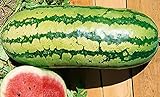 25 Garrisonian Watermelon Seeds | Non-GMO | Heirloom | Instant Latch Fresh Garden Seeds Photo, new 2024, best price $5.95 review