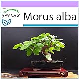 SAFLAX - Morera blanca - 200 semillas - Morus alba Foto, nuevo 2024, mejor precio 3,95 € revisión