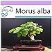 Foto SAFLAX - Morera blanca - 200 semillas - Morus alba revisión