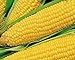 Photo 25 Truckers Favorate Corn Seeds | Heirloom | Instant Latch Garden Seeds review