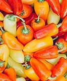 Lunchbox Sweet Peppers 50 Seeds Garden Fresh Vegetables Healthy Planting Photo, new 2024, best price $7.99 ($0.16 / Count) review