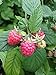 Photo Polka Raspberry Bare Root - Non-GMO - Nearly THORNLESS - Produces Large, Firm Berries with Good Flavor - Wrapped in Coco Coir - GreenEase by ENROOT (2) review