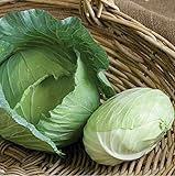 David's Garden Seeds Cabbage Tendersweet 9983 (Green) 50 Non-GMO, Hybrid Seeds Photo, new 2024, best price $3.45 review