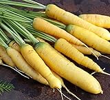 David's Garden Seeds Carrot Solar Yellow 4185 (Yellow) 200 Non-GMO, Open Pollinated Seeds Photo, new 2024, best price $3.95 review