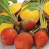 Golden Detroit Beet Seeds (25 Seeds) Photo, new 2024, best price $4.13 ($0.17 / Count) review