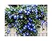 Photo 250 Heavenly Blue Morning Blooming Vine Seeds - Wonderful Climbing Heirloom Vine - Morning Glory Non GMO and Neonicotinoid Seed. Marde Ross & Company review