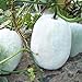 Foto Semillas de melón de invierno 30+ Cera de ceniza Calabaza Verduras Semillas orgánicas de la herencia para el jardín del hogar Jardín al aire libre Plantación de la granja revisión