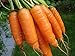 Photo 1,000+ Carrot Seeds- Scarlet Nantes Heirloom Variety review