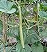 Foto Portal Cool 60 Samen der Lange sizilianische Zucchini Rezension