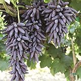 30pcs Finger Grape Seeds Advanced Fruit Natural Growth Sweet Gardening Plants Photo, new 2024, best price $7.99 ($0.27 / Count) review