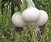 Photo Seeds Onion White Queen Giant Heirloom Vegetable for Planting Non GMO review