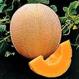 Park Seed Hale's Best Organic Melon Seeds Delicious Cantaloupe Certified Organic Thick Flesh, Sweet Juicy Flavor, Pack of 20 Seeds Photo, new 2024, best price $7.95 ($0.40 / Count) review