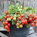 Vilma Tomatensamen für ca. 15 Pflanzen - ideal für Balkonkästen, kompakt und ertragreich Foto, neu 2024, bester Preis 1,99 € (0,13 € / stück) Rezension