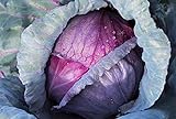 Cabbage, Red Acre Seeds, Non-GMO, 25+ Seeds per Package, This Hardy, Healthy and Delicious Crop is Easy to Grow and Ideal for Small and Large Gardens . Jacobs Ladder Ent. Photo, new 2024, best price $1.79 ($1.79 / Count) review