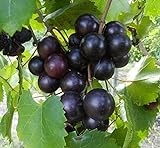 15 Seeds of Purple Black Muscadine Grape Photo, new 2024, best price $15.99 review