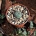 Foto Lophophora williamsii, peyote. Durchmesser 1,5cm Rezension