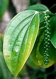 Tropica - Herbes - Poivre véritable (Piper nigrum) - 20 Grains Photo, nouveau 2024, meilleur prix 3,95 € examen