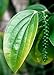 Photo Tropica - Herbes - Poivre véritable (Piper nigrum) - 20 Grains examen