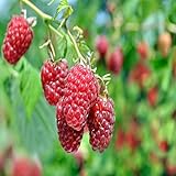 Carolina Raspberry - 5 Red Raspberry Plants - Everbearing - Organic Grown - Photo, new 2024, best price $49.95 review