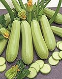 Seeds Squash Zucchini Aspirant 38 Days White Bush Vegetable for Planting Heirloom Non GMO Photo, new 2024, best price $7.99 review