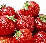 100 Pcs Strawberry Seeds - Strawberry Seeds for Planting Outdoor - Non GMO - High Germination - High Yield - Sweet and Melt in The Mouth - Heirloom Fruit Seed Photo, new 2024, best price $10.86 ($0.11 / Count) review