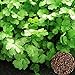 Foto Voldrew Semillas de cilantro, 50pcs Semillas de cilantro No-GMO Anual anual de hierbas rápidas de crecimiento rápido para exteriores Semillas revisión