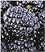 Foto BALDUR Garten Brombeeren 'Big Max XXL'®, 1 Pflanze, Rubus fruticosus Rezension