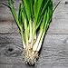 Photo 250+ Seeds of White Tokyo Long Bunching Onion, Allium fistulosum, Non-GMO, Untreated, Open Pollinated, Japanese Heirloom Seeds review