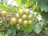 Pixies Gardens Tara Muscadine Grape Vine Shrub Live Fruit Plant for Planting - Bronze Colored Quality Fruit On Fast Growing (1 Gallon - Set of 2 Potted) Photo, new 2024, best price $54.99 ($27.50 / Count) review