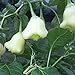 Foto GemüseSamen20Pcs/Bag weiße Glocken Chili Samen natürliche essbare Pflanzen frische lebensfähige Bonsai Pfeffer Samenlinge für Veranda - Pfeffer Samen # Rezension