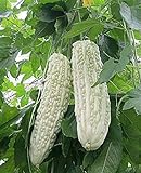Bitter Melon Bitter Squash Balsam Pear Bitter Gourd Seeds 10PCS Non GMO (White) Photo, new 2024, best price $9.99 review