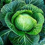 Cabbage Seeds Heirloom (Golden Acre) (45 Seeds) Photo, new 2024, best price $1.99 ($0.04 / Count) review