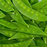 Mammoth Melting Sugar Pod Snow Pea Garden Seeds - 1 Lbs ~1,800 Seeds - Non-GMO, Heirloom Vegetable Gardening & Microgreens Seeds Photo, new 2024, best price $16.15 ($0.01 / Count) review