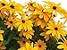 Photo Black Eyed Susan Seeds - Rudbeckia Hirta - Attracts Butterflies Non GMO 10,000 Seeds review