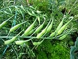 Rat-Tailed Radish Seeds - An Extremely Old Heirloom Variety,From Eastern Asia.(200 Seeds) Photo, new 2024, best price $8.83 review