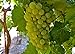 Photo Heirloom 50 Seeds Green Grape Fruit Vine Vitis Vinifera Seeds review