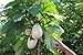 Foto Portal Cool 30 Semillas de Solanum torvum (Ãrbol berenjenas \ tomate) revisión