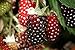 Photo Hello Organics Boysenberry Plants Original Price Includes Four (4) Plants review